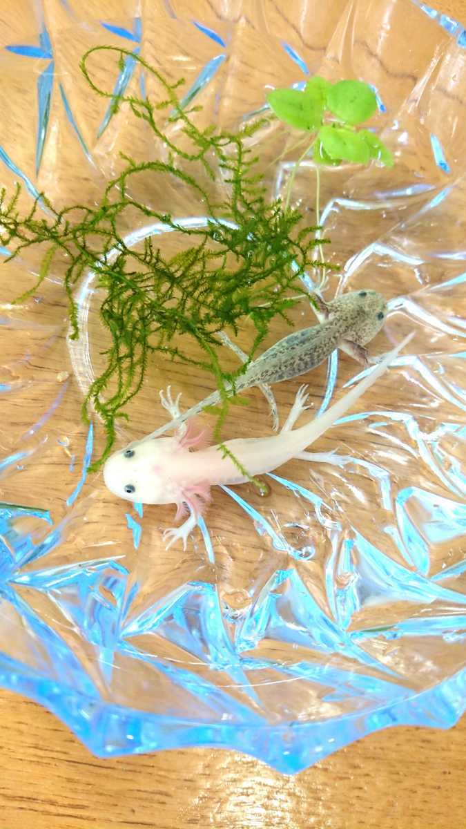 今年産まれのウーパールーパー リューシー 約7cm マーブル約7cm水草 カーペットグラス付 の落札情報詳細 ヤフオク落札価格情報 オークフリー スマートフォン版