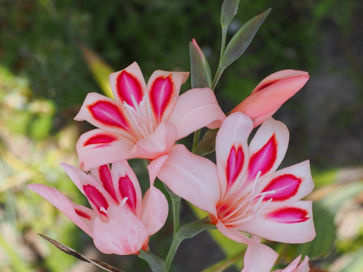 新品 早咲き スプリング グラジオラス インプレッシブ 10球 の落札情報詳細 ヤフオク落札価格情報 オークフリー スマートフォン版