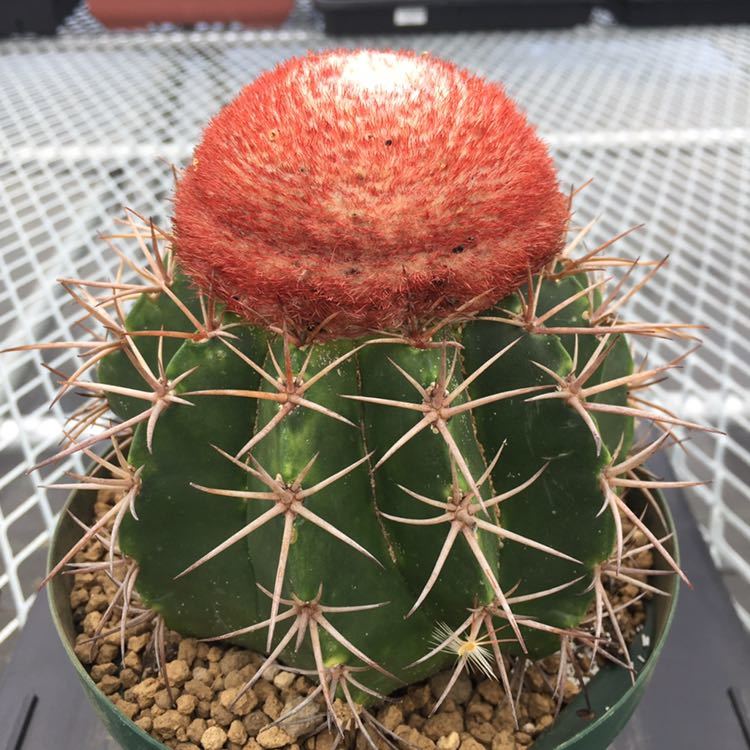 新品】◇メロカクタス 巻雲 ◇サボテン・多肉植物 ◇2006292の落札情報