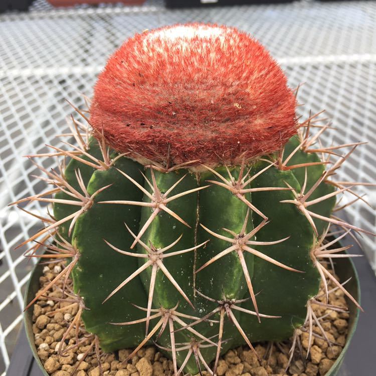 新品】◇メロカクタス 巻雲 ◇サボテン・多肉植物 ◇2006292の落札情報