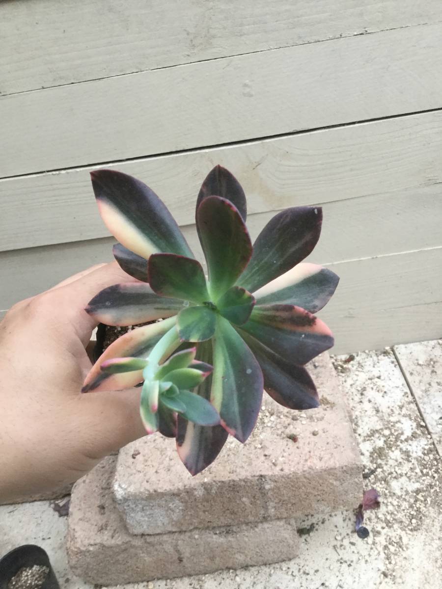 7 13 エケベリア 花筏錦 ハナイカダ錦 多肉植物 6cm鉢 の落札情報詳細 ヤフオク落札価格情報 オークフリー スマートフォン版