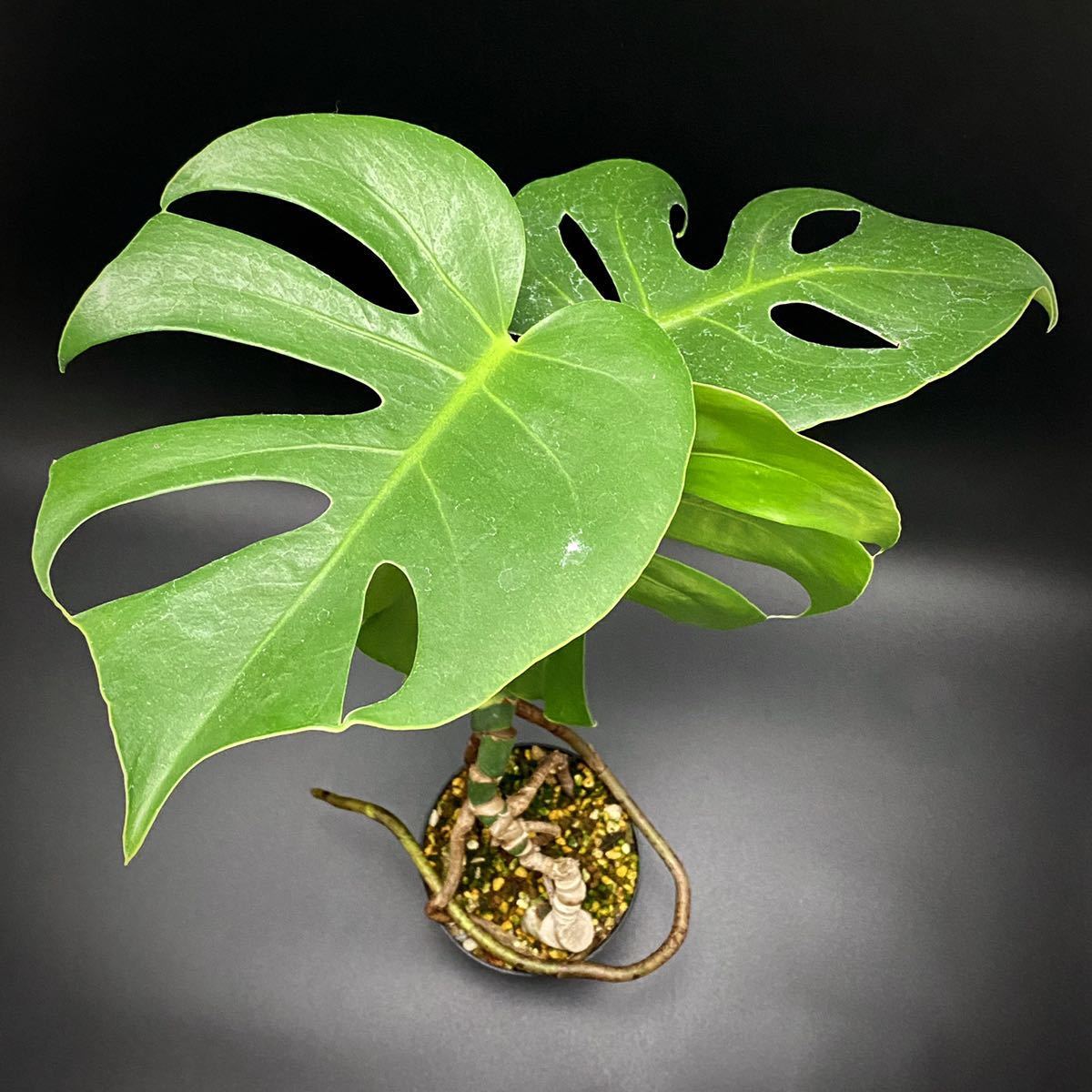 極小 正真正銘！Monstera deliciosa compactaコンパクタ