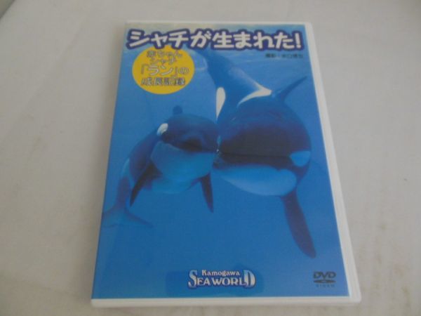 MD【K03-137】【送料無料】シャチが生まれた！ 赤ちゃんシャチ「ラン