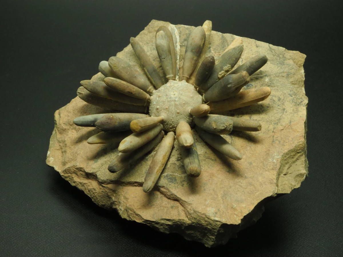 モロッコ産ウミユリ化石】 ウミユリの化石【Ascocystites sp