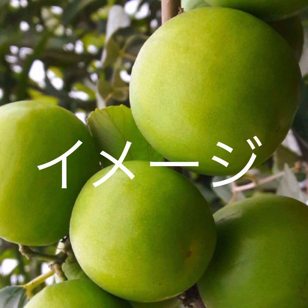 新品】希少 インドナツメ 三木蜜ナツメ 接木苗 1本 送料込みの落札 