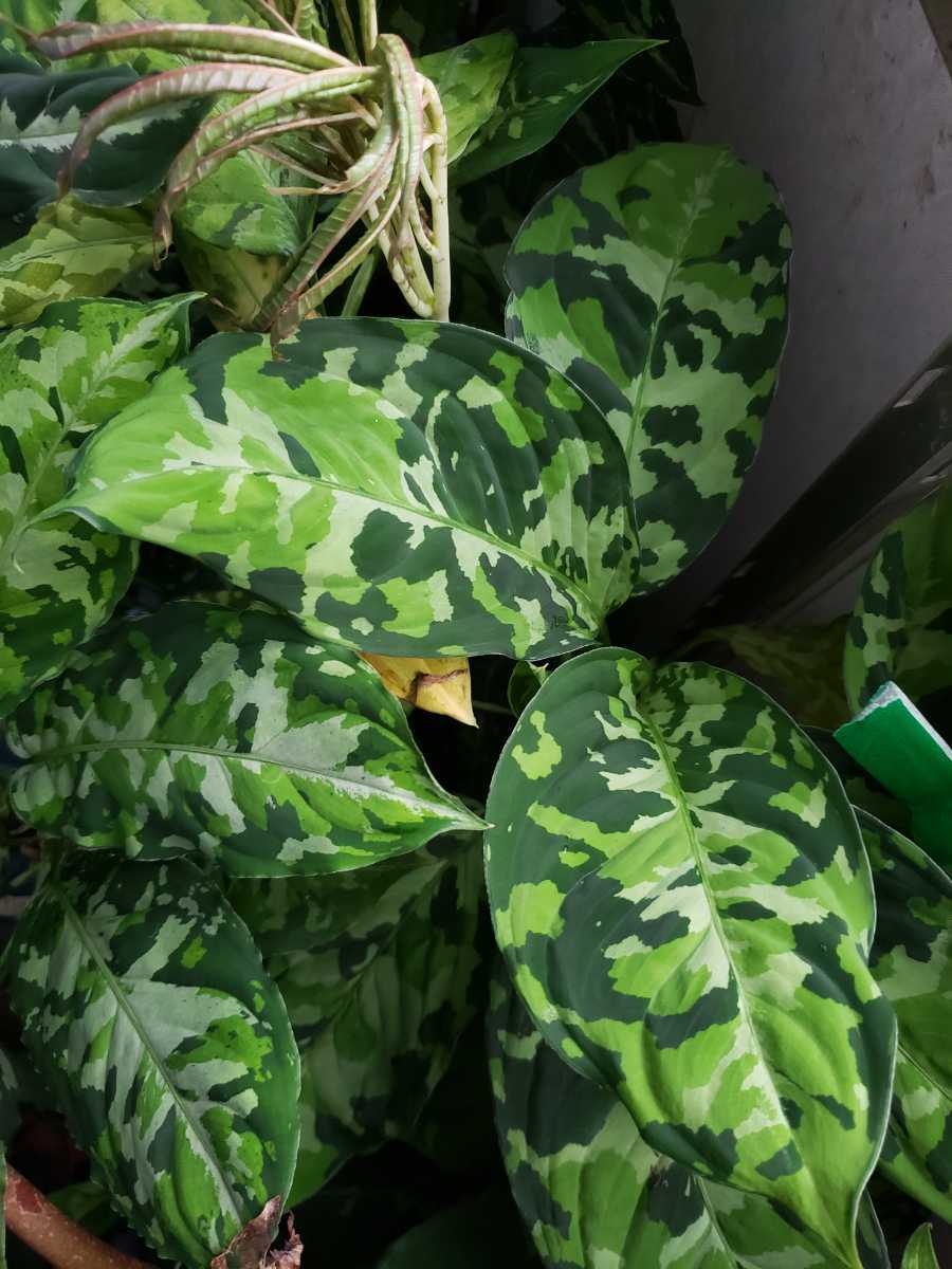 新品】A 山野草 熱帯植物 【アグラオネマ ピクタム Aglaonema pictum