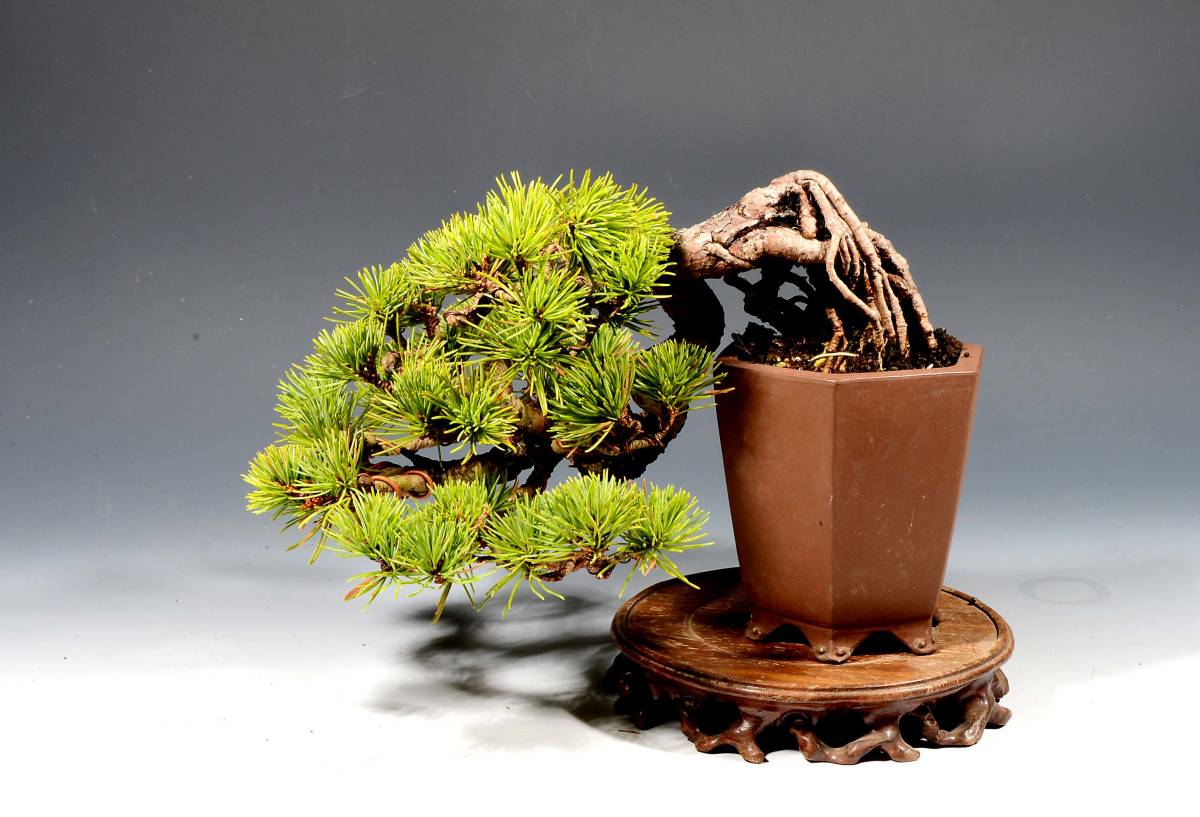 希少！根上がり赤松 懸崖 葉性抜群 【公式通販】