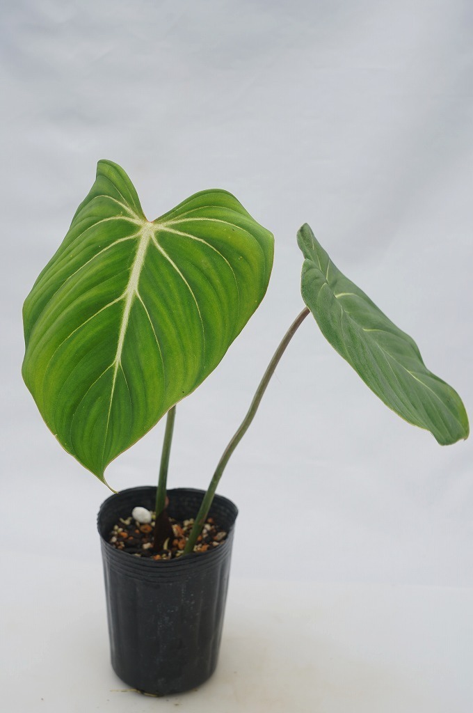 新品 To ハート形の葉にシルバーの葉脈が魅力 フィロデンドロン グロリオスム グロリオサム Philodendron Gloriosum 3号ポット苗 80サイズ の落札情報詳細 ヤフオク落札価格情報 オークフリー スマートフォン版