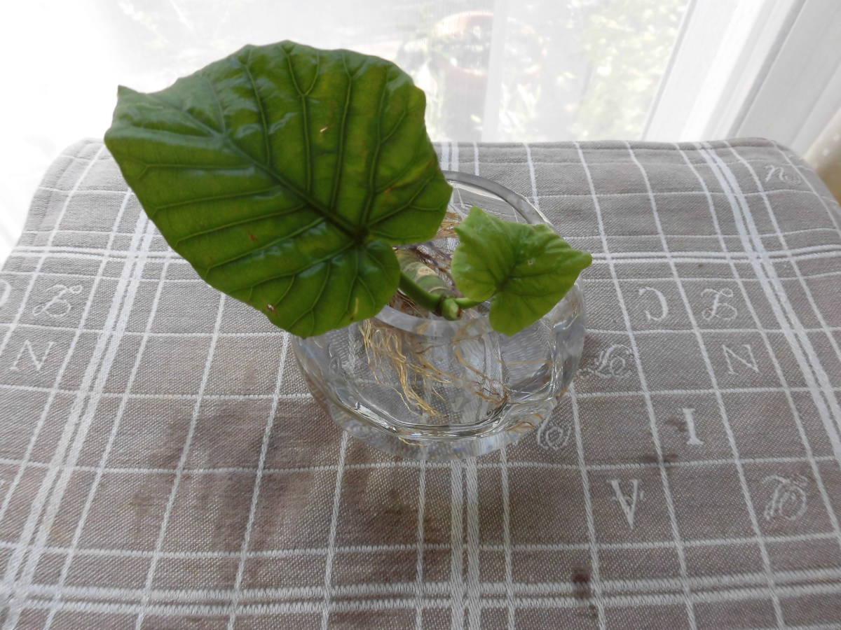 新品 フィカス ウンベラータ 挿し木苗 発根済み １本 の落札情報詳細 ヤフオク落札価格情報 オークフリー スマートフォン版