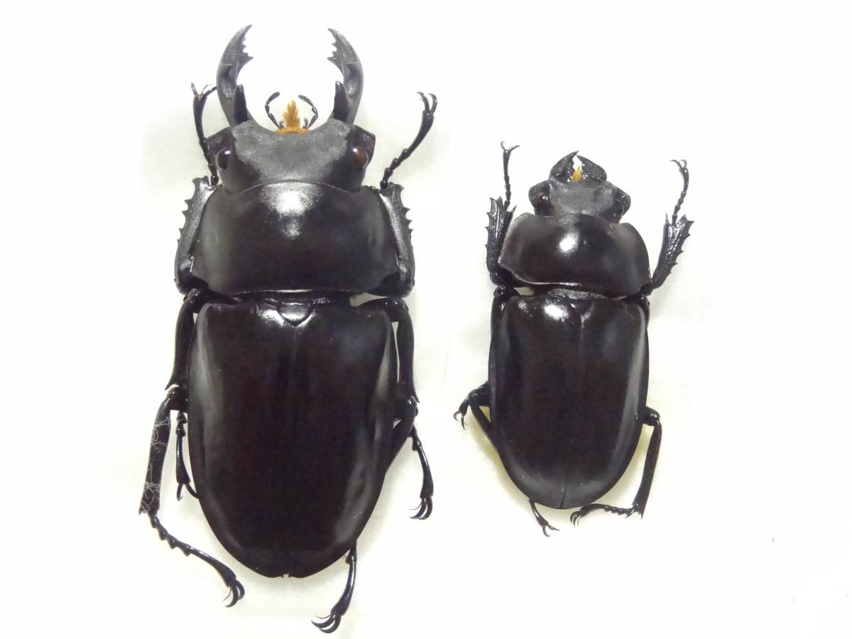 バオンゴクマルバネクワガタ標本 （送料210～] カツラ
