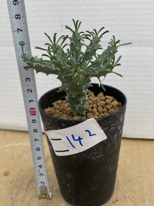 新品 ニ142 多肉植物 ユーフォルビア ツベルクラータ 実生 緑仏塔 種から発芽 発根株 Euphorbia Tuberculata の落札情報詳細 ヤフオク落札価格情報 オークフリー スマートフォン版