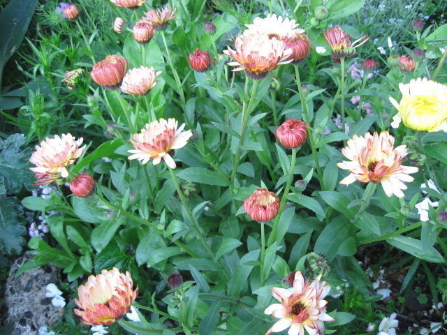 新品 B 9 カレンデュラ キンセンカ ブロンズビューティー 10粒 花の種 の落札情報詳細 ヤフオク落札価格情報 オークフリー スマートフォン版