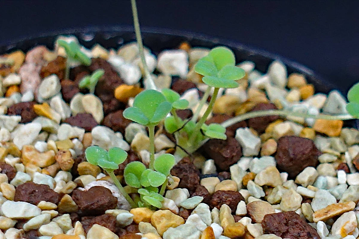 多肉球根 オキザリス ブルラータ の落札情報詳細 ヤフオク落札価格情報 オークフリー スマートフォン版