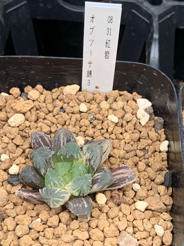20AAA ハオルチア 多肉植物 紅岩オブツーサ錦糊斑 自家繁殖 多肉