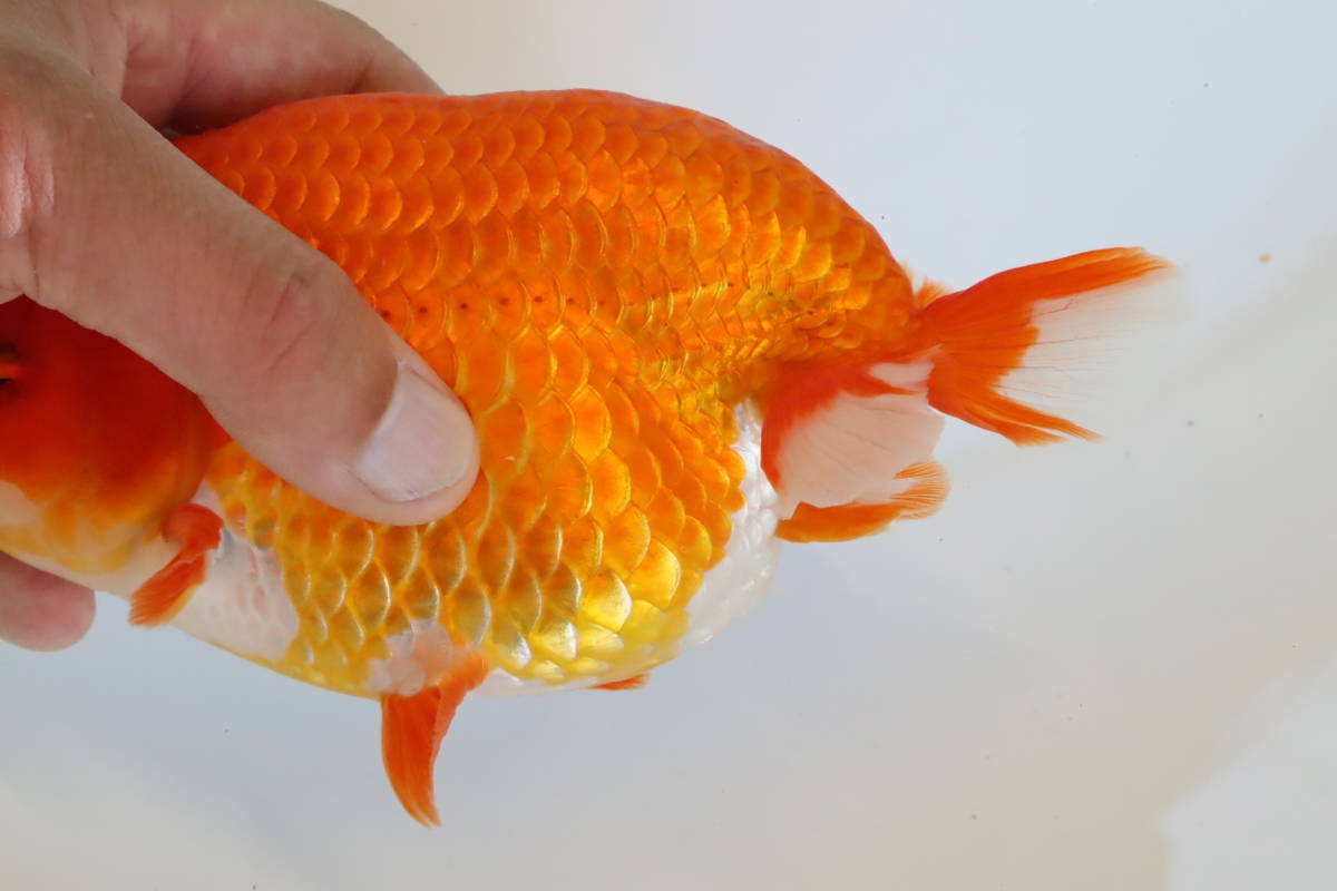 9月8日開催！【浜松らんちゅう同好会 品評大会！ 当歳魚の部 前頭東十一】 愛知県 豊橋市 加藤浩章氏 当歳魚！１４ｃｍ！ オス！ E極上！静岡県 浜松らんちゅう同好会 会長 杉浦邦彦氏 当歳魚