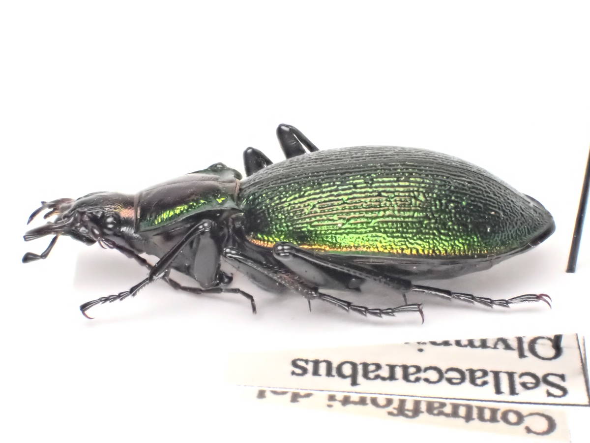 新品】きらめく167 オリンピアコガネオサムシと紹介されている種