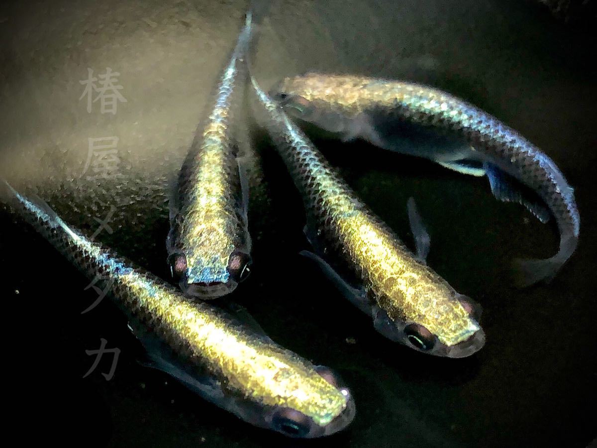 新品 椿屋メダカ ハウスネーム 九頭龍カブキ ヒメダカ 白メダカを本業にして30年 椿屋メダカ新作 稚魚10匹 A5匹の補償分 の落札情報詳細 ヤフオク落札価格情報 オークフリー スマートフォン版