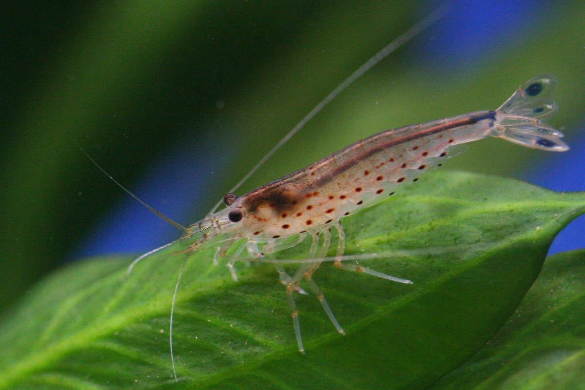 評価150記念 1円スタート第2弾 ヤマトヌマエビ 小 大 30匹 の落札情報詳細 ヤフオク落札価格情報 オークフリー スマートフォン版 評価150記念 1円スタート第2弾 ヤマトヌマエビ 小 大 30匹 の落札情報詳細 ヤフオク落札価格情報 オークフリー スマートフォン版