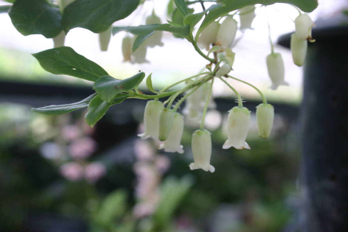 新品 純白アズマヨウラクツツジ 花芽１１コ 草丈約３０ｃｍ 葉張り３５ｃｍ １８ｃｍ鉢作りこみ の落札情報詳細 ヤフオク落札価格情報 オークフリー スマートフォン版