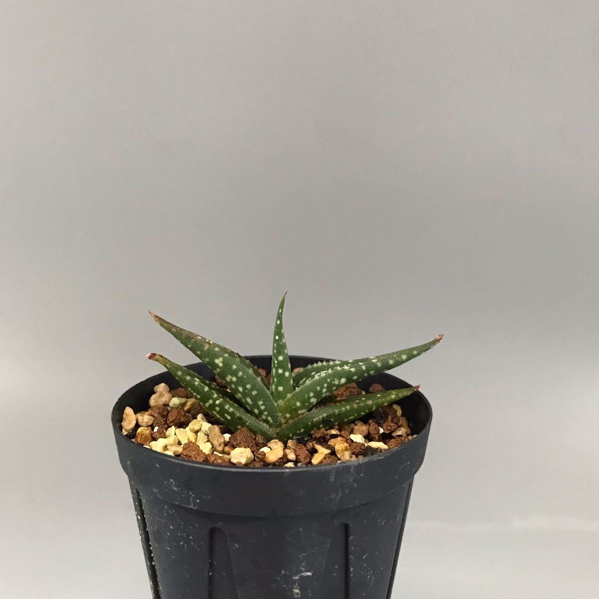 新品】Aloe irafensis Lavranos Yemen アロエ イラフェンシス 多肉植物