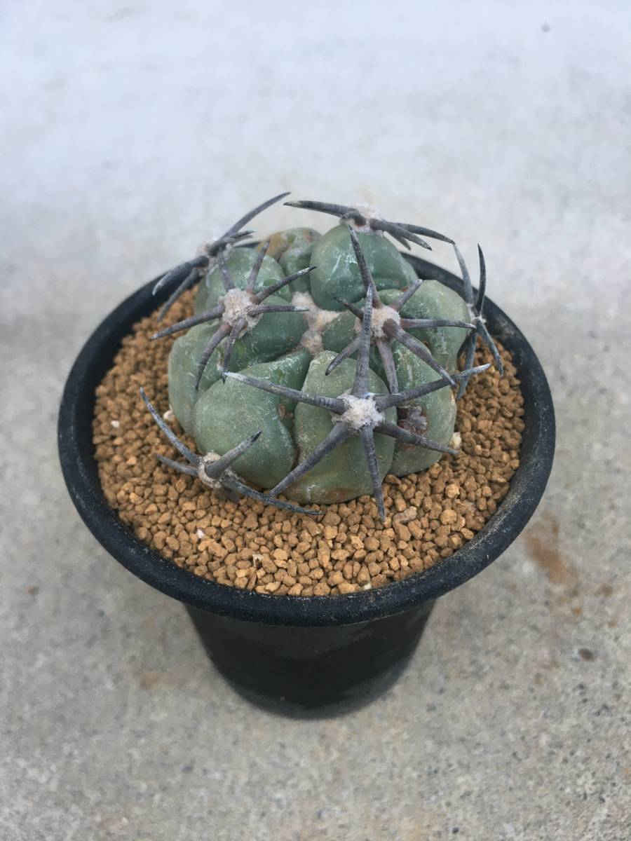 現品】サボテン・エキノカクタス 小平丸(しょうへいまる)4.5号