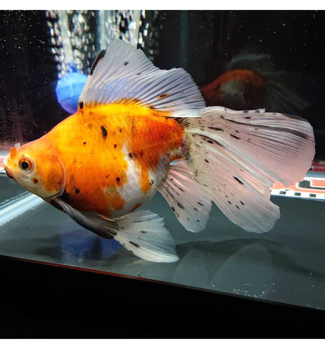 新品 0 変わり金魚 ロングフィン デルタテール風 三色 キャリコ 胸びれ黒 F1個体 サバ尾 フナ尾 ひれ捲れ折れ有 の落札情報詳細 ヤフオク落札価格情報 オークフリー スマートフォン版