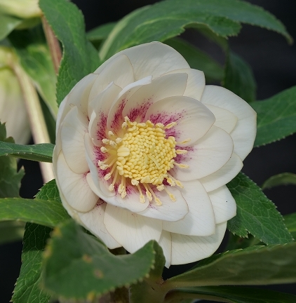 幅広花弁３８７開花株 百花繚乱彩の国 ｄｄアイボリーホワイトゴールドフラッシュ クリスマスローズ の落札情報詳細 ヤフオク落札価格情報 オークフリー スマートフォン版