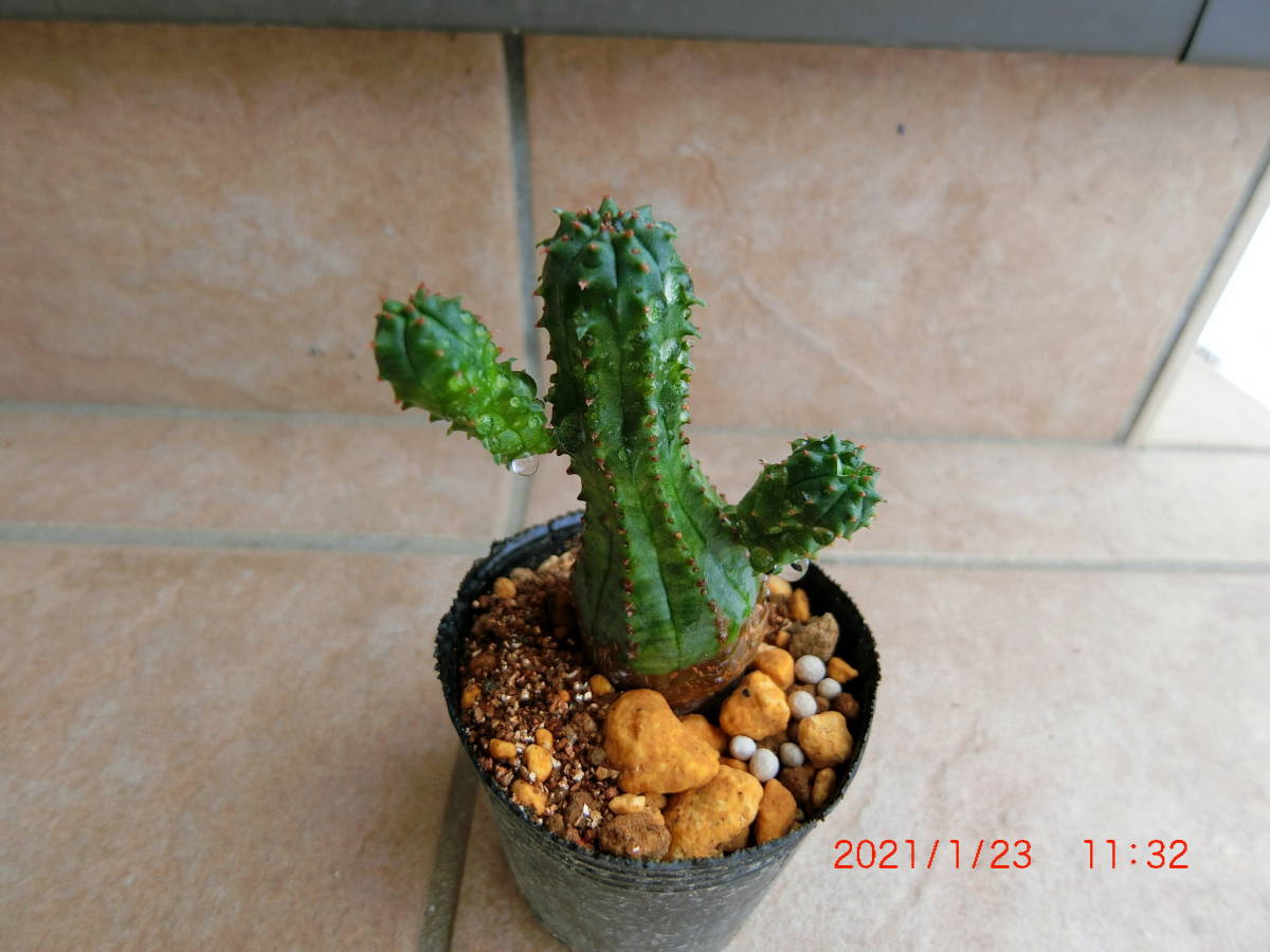 オベサブロウ ユーフォルビア 観葉植物 多肉植物 ベランダ栽培 の落札情報詳細 ヤフオク落札価格情報 オークフリー スマートフォン版