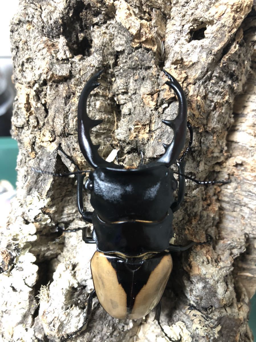 ブルマイスターツヤクワガタ成虫ペア