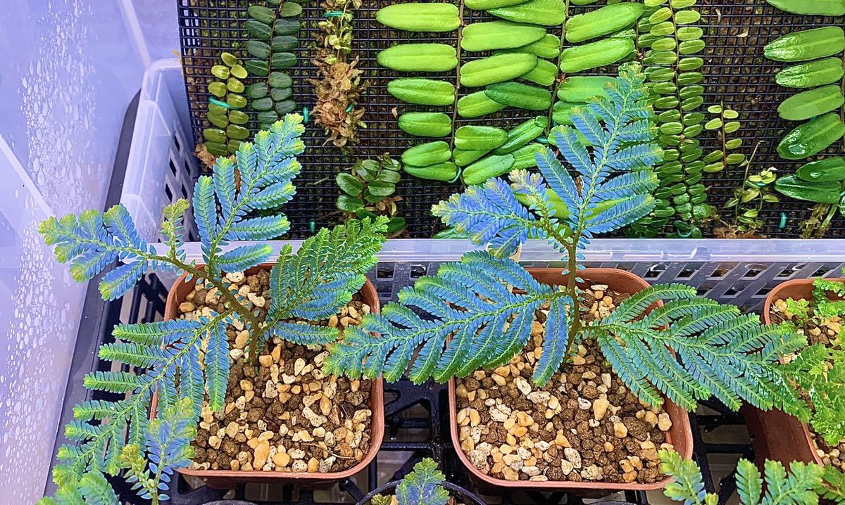 Selaginella sp. “Gold&Blue purple” セラギネラ