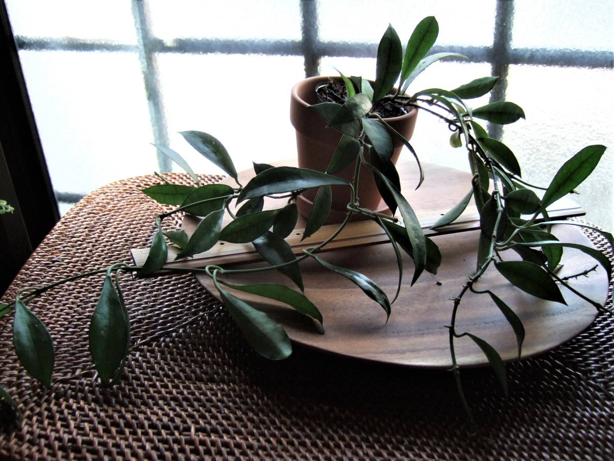 送料 0 ホヤ ラクノーサ Hoya Lacunosa 香りのよい小さな白い花がたくさん咲きます の落札情報詳細 ヤフオク落札価格情報 オークフリー スマートフォン版