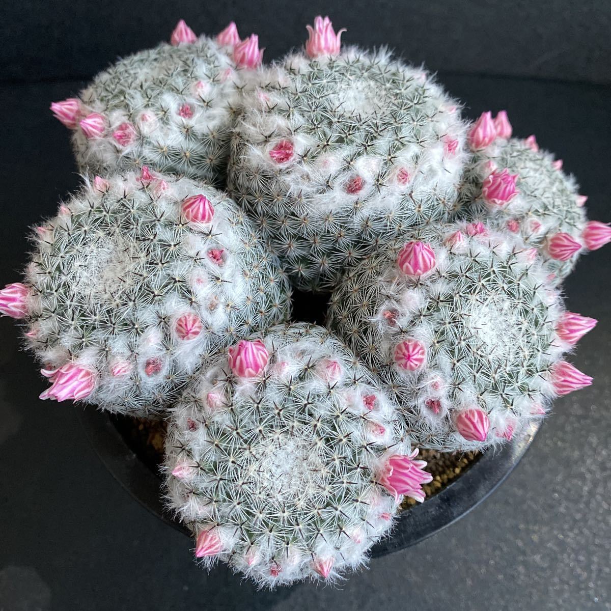 即日発送 美株 恋山彦 大群生 実生 マミラリア サボテン 多肉植物 期間限定開催 Www Radiodio Org 即日発送 美株 恋山彦 大群生 実生 マミラリア サボテン 多肉植物 期間限定開催 Www Radiodio Org