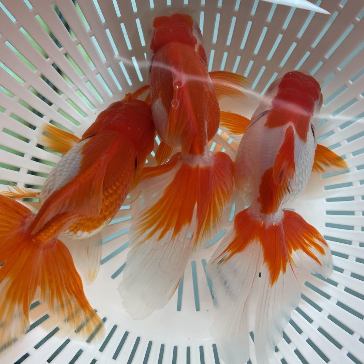 新品 弥富産 金魚 八木氏 3歳 更紗オランダ獅子頭 3匹セット オス1メス2 繁殖にぜひ の落札情報詳細 ヤフオク落札価格情報 オークフリー スマートフォン版