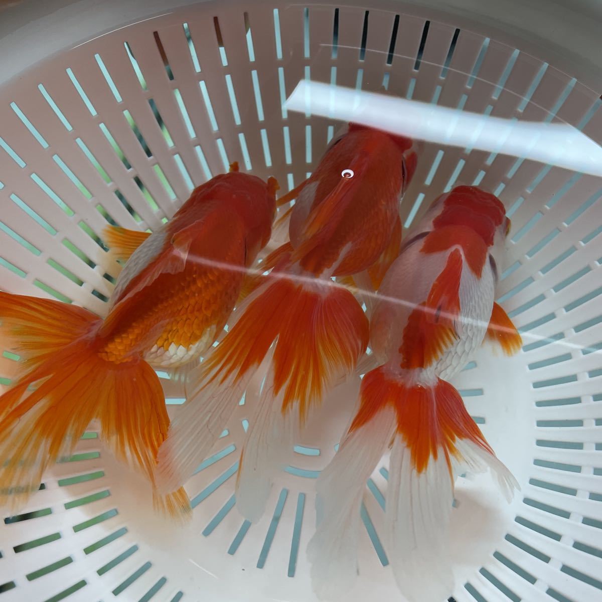 新品 弥富産 金魚 八木氏 3歳 更紗オランダ獅子頭 3匹セット オス1メス2 繁殖にぜひ の落札情報詳細 ヤフオク落札価格情報 オークフリー スマートフォン版