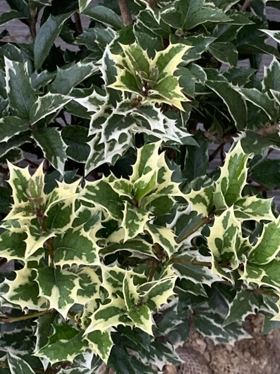 新品 斑入りヒイラギ シマヒイラギ 縞柊 耐寒性 耐暑性 潮風に強い 常緑樹 の落札情報詳細 ヤフオク落札価格情報 オークフリー スマートフォン版