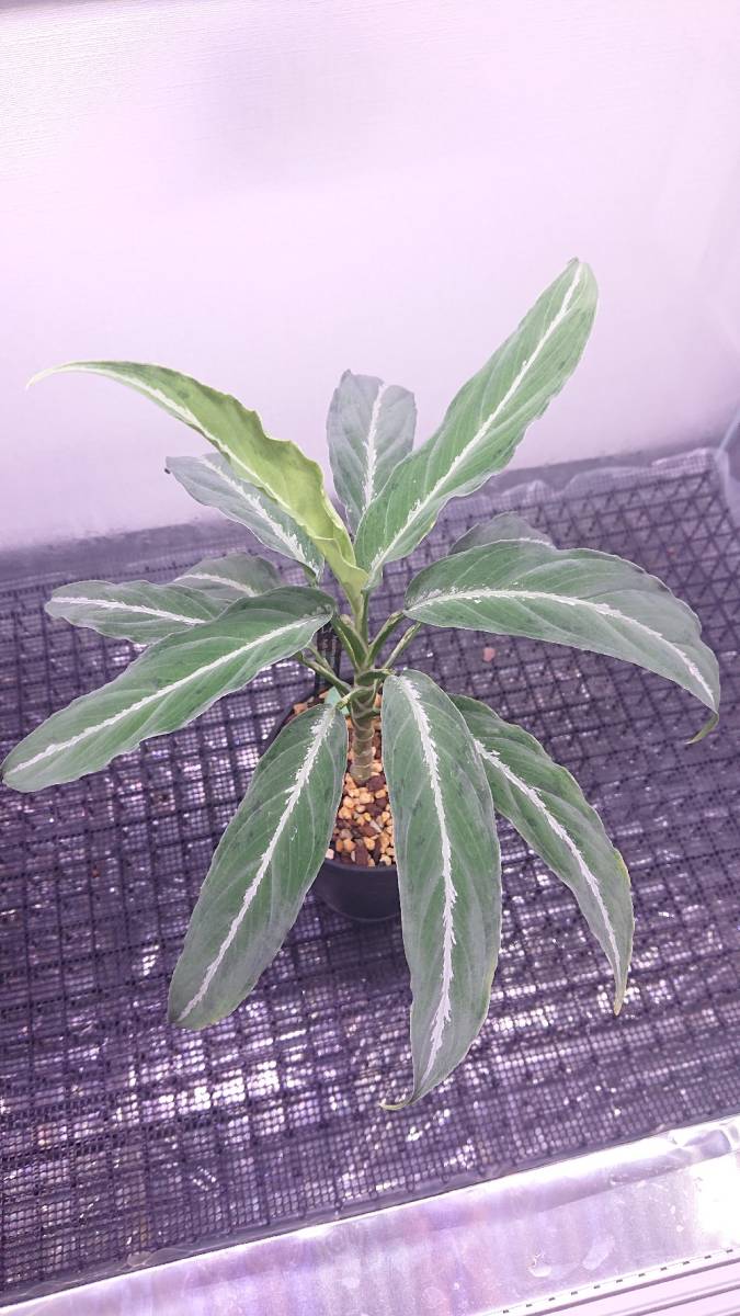 Aglaonema pictum 通称　スキスマアグラ　LA便 LA便 フラワー・ガーデニング Aglaonema pictum 通称