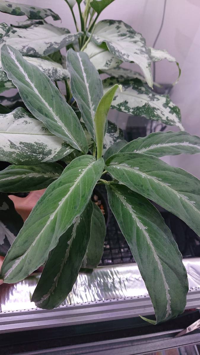 LA便 アグラオネマ ピクタム】Aglaonema pictum 【LA0118-06