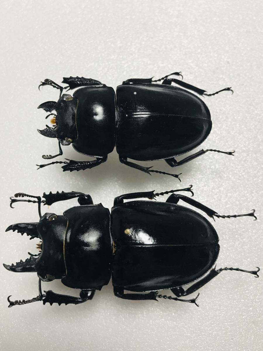 ヤエヤママルバネクワガタ　ペア ヤエヤママルバネクワガタ ペア♂46.8mm♀42.1mm 西表島
