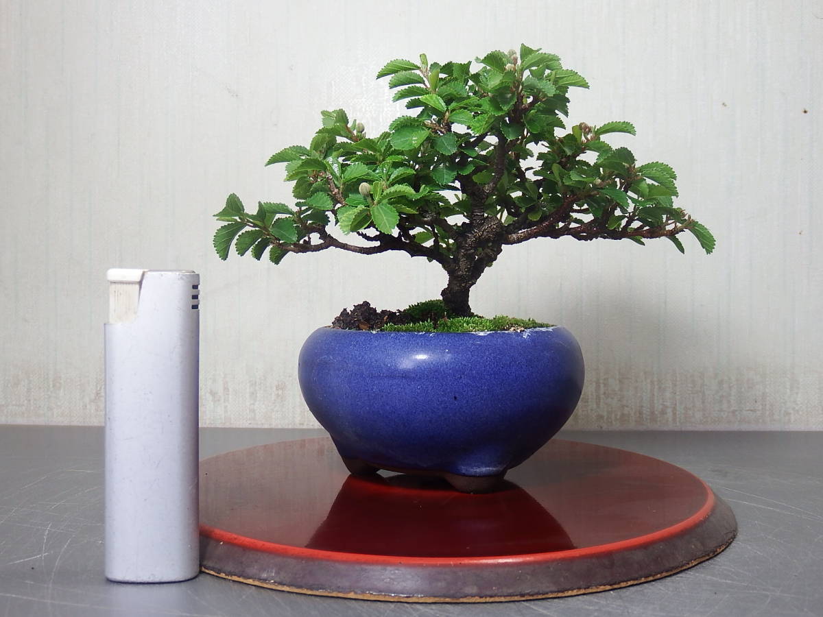 新品 ミニ盆栽 睡蓮木 ｍ ２ の落札情報詳細 ヤフオク落札価格情報 オークフリー スマートフォン版