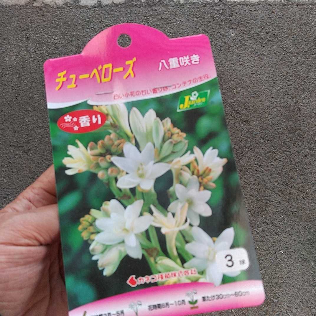 新品 球根 即決 チューベローズ イエライシャン 夜来香 3球入り 第４種郵便発送に限り送料無料 の落札情報詳細 ヤフオク落札価格情報 オークフリー スマートフォン版