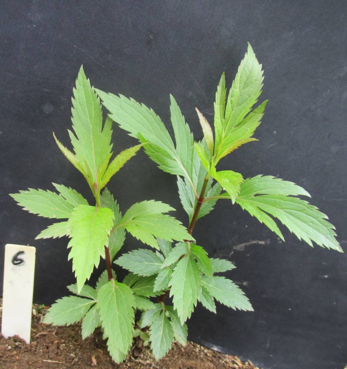 山野草 本当のフジバカマ 秋の七草 お茶花 切り花 6 の落札情報詳細 ヤフオク落札価格情報 オークフリー スマートフォン版