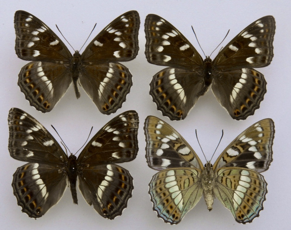 □ 国産蝶標本 オオイチモンジ G2～3 黒化 クロイチ A-♂ 北海道 産