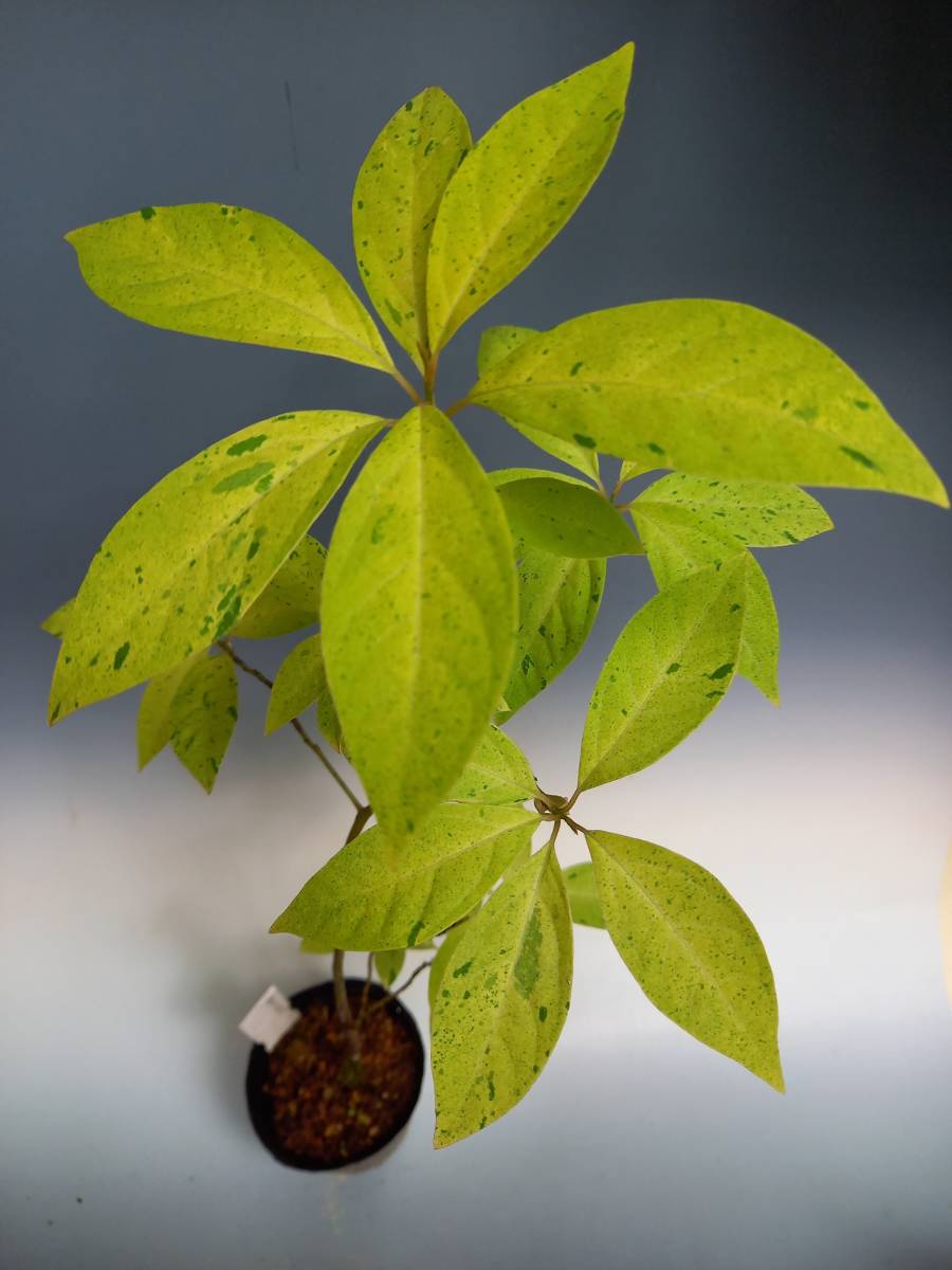 新品 斑入り山野草 斑入りクロモジ の落札情報詳細 ヤフオク落札価格情報 オークフリー スマートフォン版