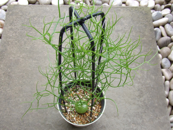 新品 蒼角殿 ソウカクデン Bowiea Volubilis 写真現品 即日発送可 まとめて取引 同梱発送 可 の落札情報詳細 ヤフオク落札価格情報 オークフリー スマートフォン版