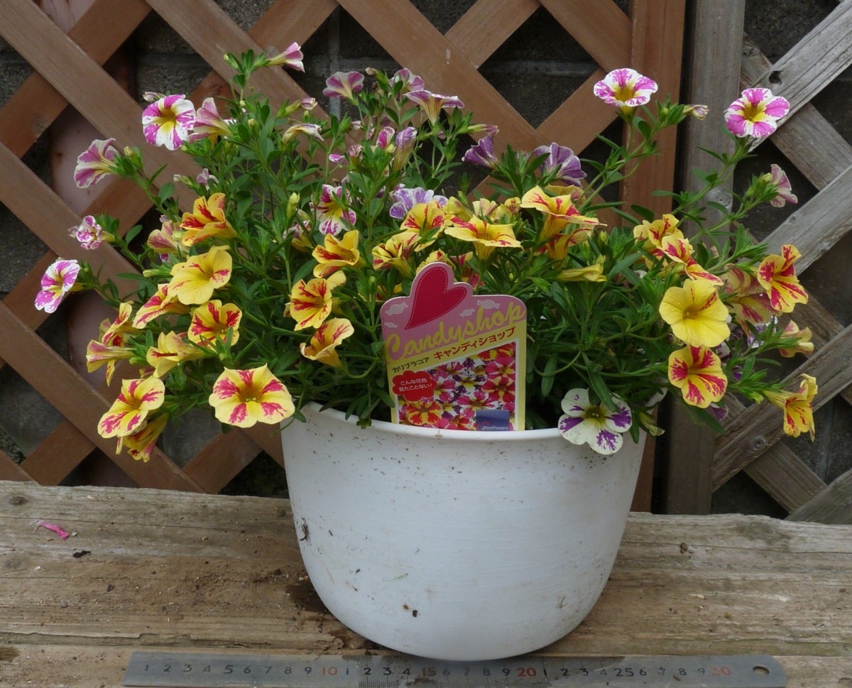 新品 カリブラコア キャンディショップ こんな花色見たことない 3色寄せ植え プレゼントにも 同梱可能 の落札情報詳細 ヤフオク落札価格情報 オークフリー スマートフォン版 新品 カリブラコア キャンディショップ こんな花色見たことない 3色寄せ植え プレゼントにも 同梱可能 の落札情報詳細 ヤフオク落札価格情報 オークフリー スマートフォン版