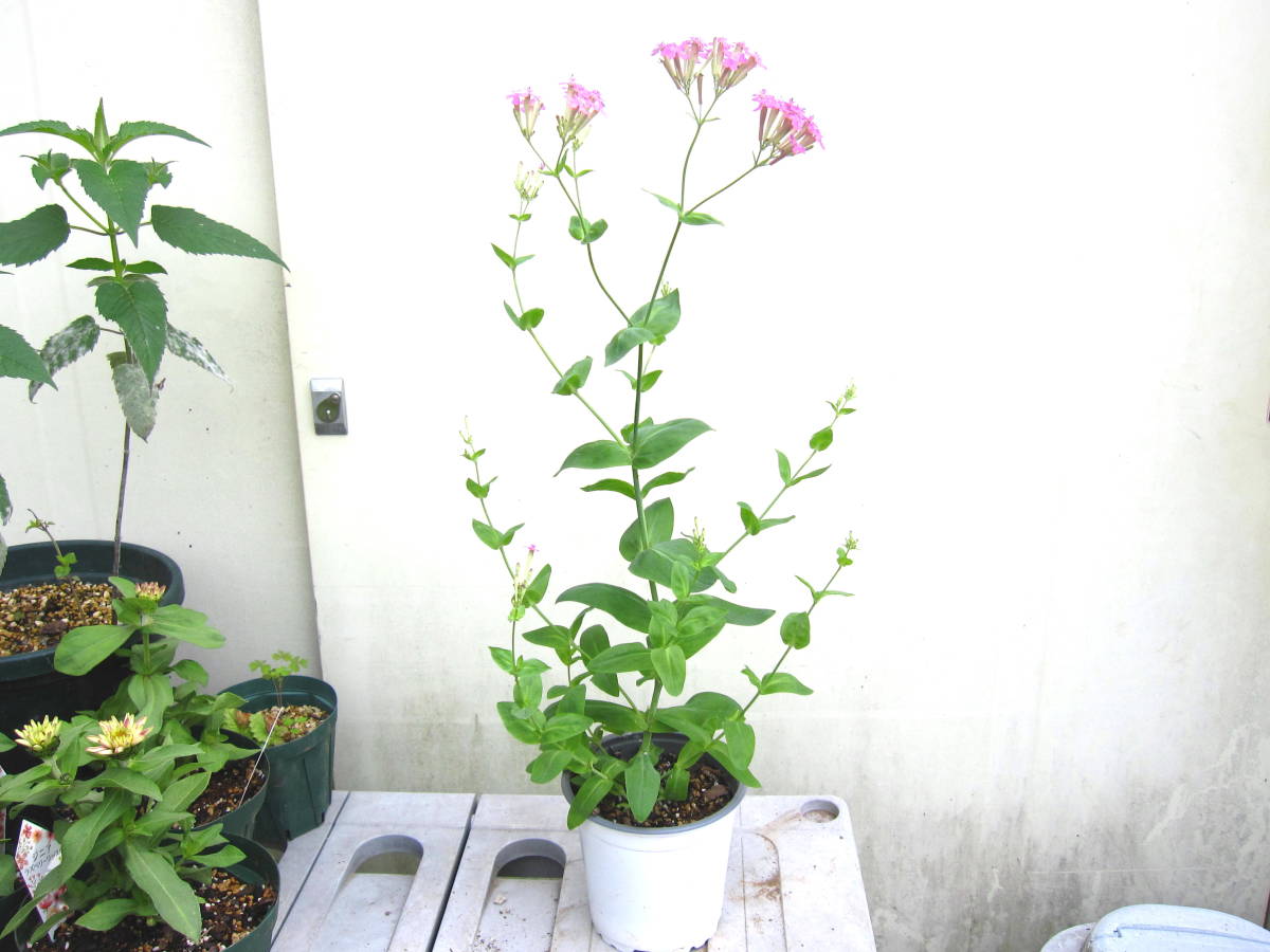 新品 野の花と日本のハーブ4鉢５種セット ムシトリナデシコ ハナトラノオ 日本ハッカ スミレサイシン 食用ほおずき 送料無料 の落札情報詳細 ヤフオク落札価格情報 オークフリー スマートフォン版