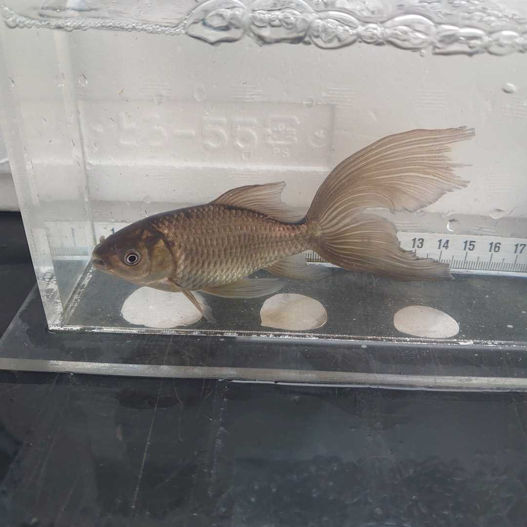 新品 金曜日発送 21日 宮城鉄魚飼育研究会 錆鉄魚 13センチくらい の落札情報詳細 ヤフオク落札価格情報 オークフリー スマートフォン版