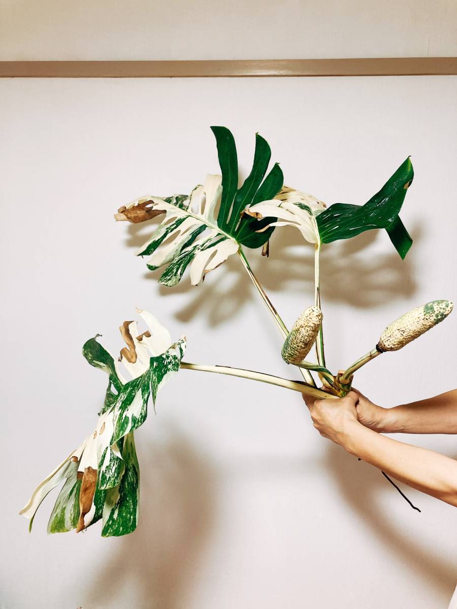 超最高級 極斑入り 大株 モンステラ ボルシギアナ ホワイト タイガー 1鉢①