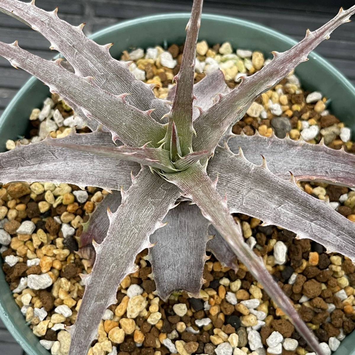 Dyckia braunii　ディッキア　ブラウニー　子株 ディッキア ブラウニー 輸入個体 Dyckia braunii Rauh 子株