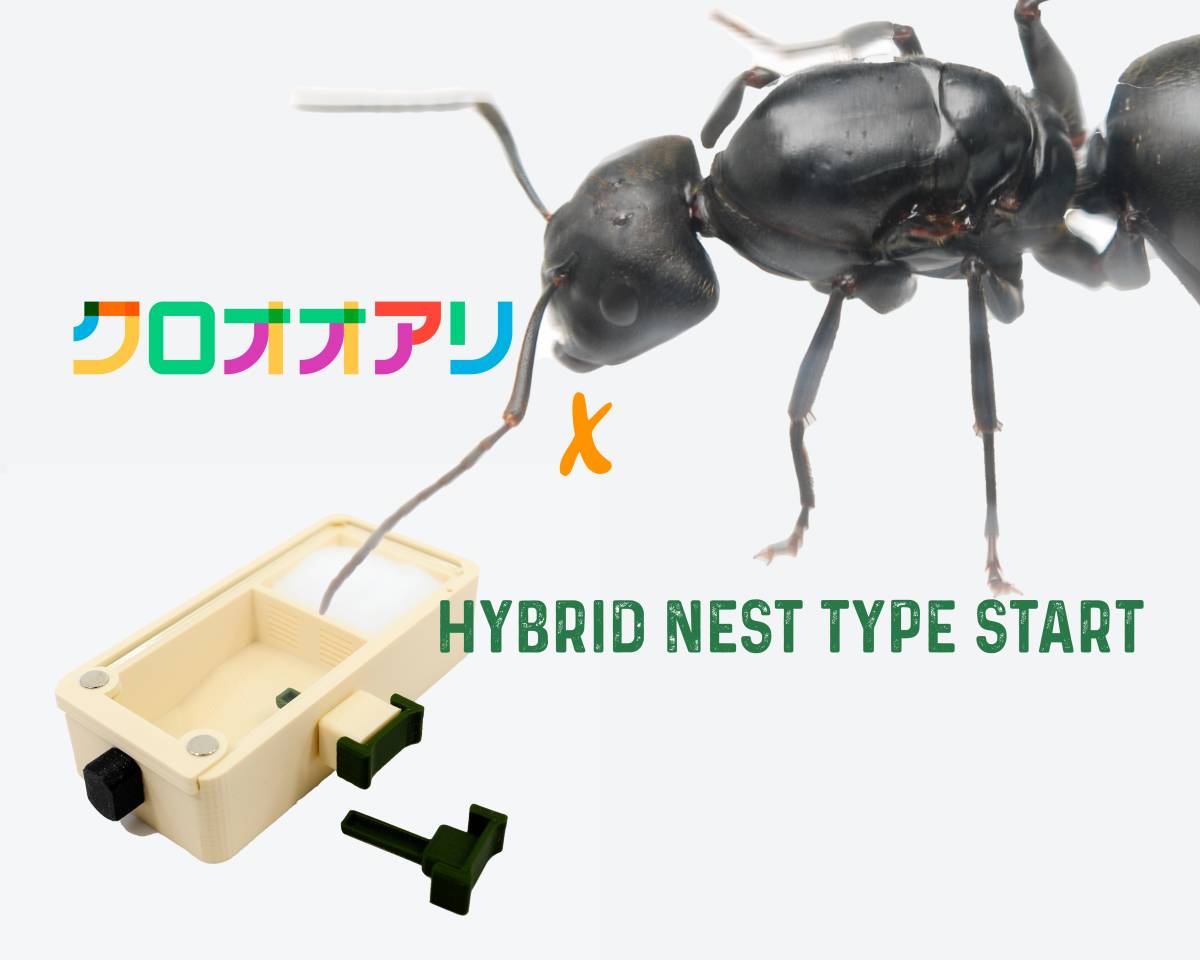 新品 S Ant Camponotus Japonicus クロオオアリ 新女王アリ 飼育ケースセット Hybrid Nest Type Start の落札情報詳細 ヤフオク落札価格情報 オークフリー スマートフォン版